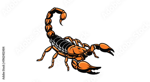 Striking orange and black scorpion, poised with its segmented tail raised menacingly and large powerful pincers ready for action.