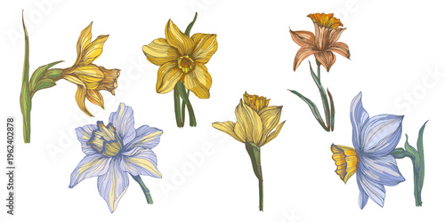 Bright yellow blooming narcissus flowers in spring garden, beautiful daffodil blossoms on green stems, seasonal floral background with sunny narcissus flowers