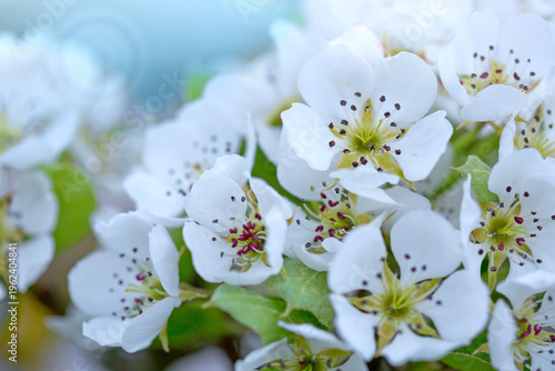 Pear tree blossoms against a blurred background.