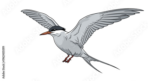 Dynamic arctic tern bird in flight, with wings spread wide, showcasing its elegant gray and white plumage and distinctive black cap.
