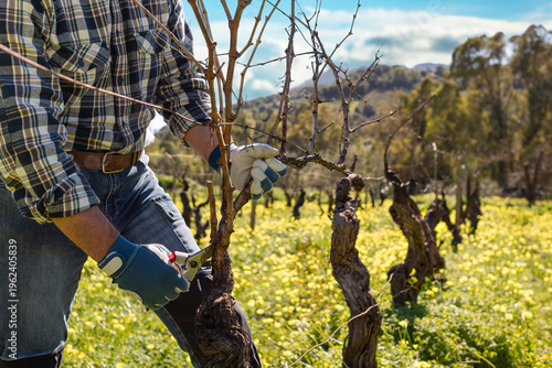 Close-up of the winemaker's hands, wearing work gloves, pruning the vineyard with professional steel shears. Traditional agriculture. Winter pruning, Guyot method.