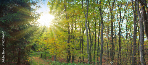 Summer forest with bright sun shining through the trees.
