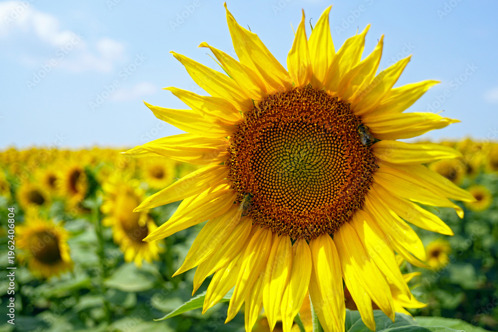 Fototapeta premium Open sunflower head with foraging bees on the disc, against a blurred field and blue sky. Depicts native pollinator activity, crop fertilization, and ecological biodiversity in agricultural landscapes