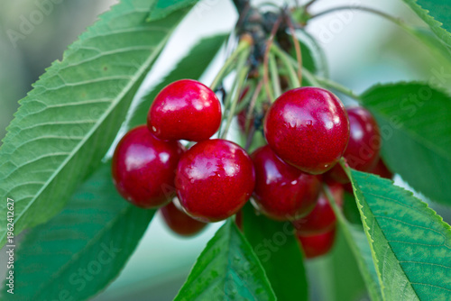 Close up on big Cherries hanging on a cherry tree branch.