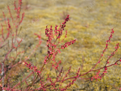 Closeup of the tiny flower of Sheep's sorrel - Rumex acetosella. 