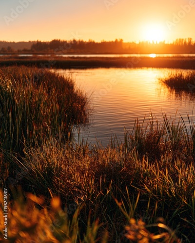 Sunset over the peaceful marshland reflecting golden light