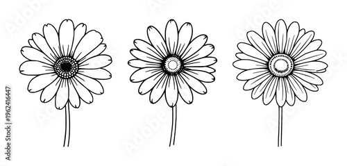 Daisy flower set with simple outline featuring petals, center, botanical illustration with line art and minimalism, soft contour and subtle shading