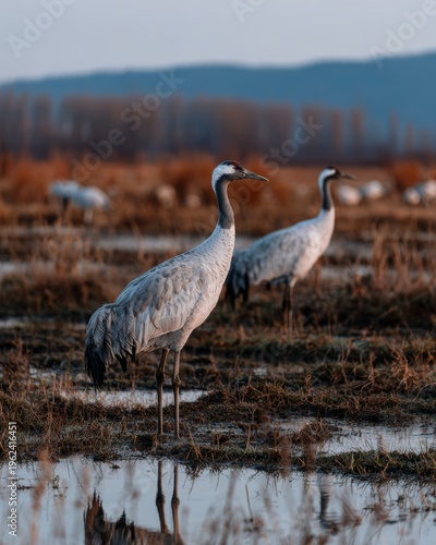 Cranes gather at sunset by the tranquil wetland