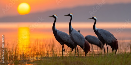 Cranes at sunset by the tranquil lake in golden glow