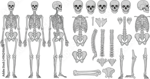 Detailed human skeleton anatomy vector illustration including full body views skull ribcage spine and individual bone parts for medical educational use.
