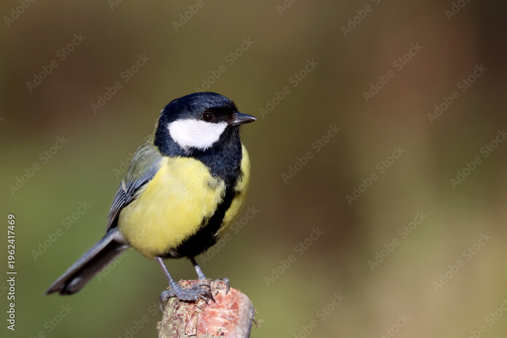 Obraz premium Great tit
