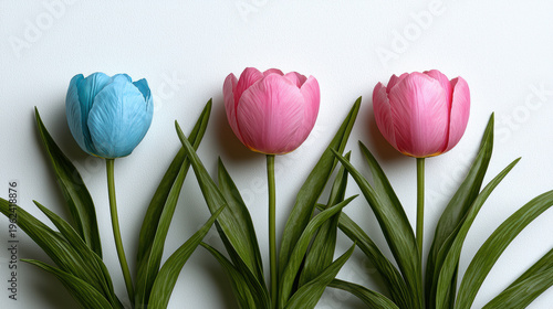 Three vibrant tulips in a row, two pink and one blue, stand elegantly against a clean white background, showcasing their delicate petals and graceful leaves.