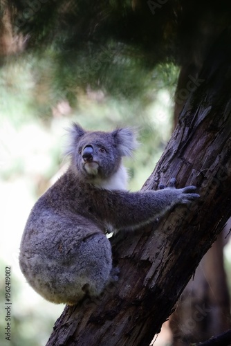 Photography Koala in Australia