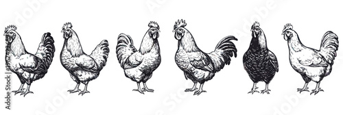 Detailed black and white vintage engraving set of six chickens and roosters standing side by side with various feather patterns and postures in hand drawn ink sketch style vector illustration