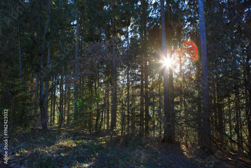 Beautiful spring forest with bright sunlight in the fog.