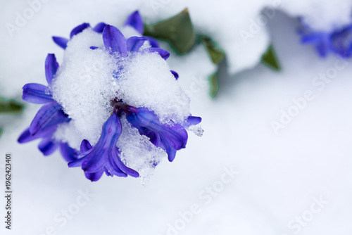 Close up of a purple hyacinth in the snow.Spring background.