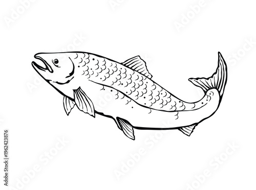 Black and white vector illustration of a salmon