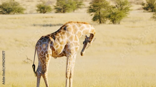 slow motion footage of a African giraffe walking in the wild forest. giraffe portrait walking in the wild forest
