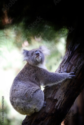 Photography Koala in Australia