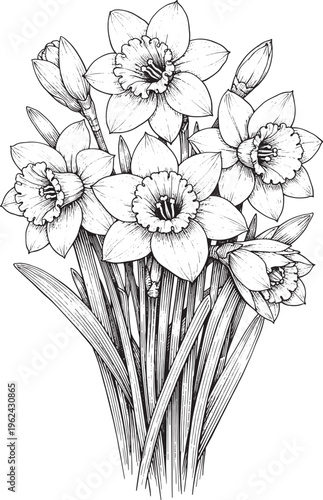 Daffodil flowers, bouquet, floral illustration, black and white, vector graphics