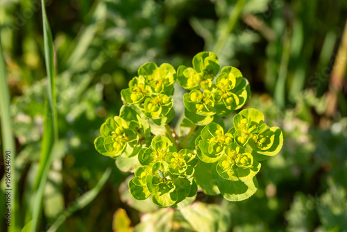 Top View of Sun Spurge Euph...