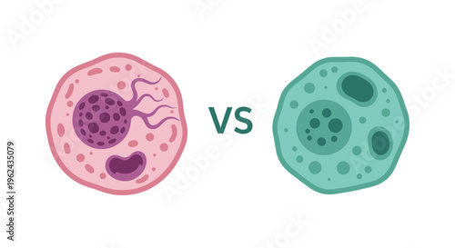 Eukaryotic vs. Prokaryotic Cell Comparison Diagram. Fundamental Cell Types for Biology Education.