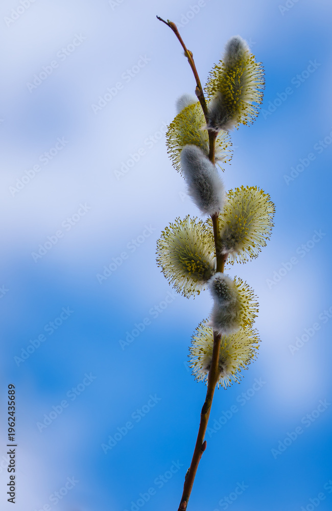 Fototapeta premium pussy willow branch