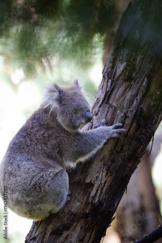 Canvas Print Koala in Australia