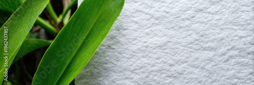 葉とテクスチャーのある背景がシンプルなコントラストを生み出します