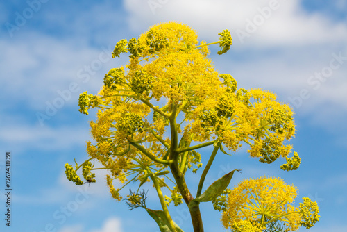Tall Giant Fennel Ferula Co...