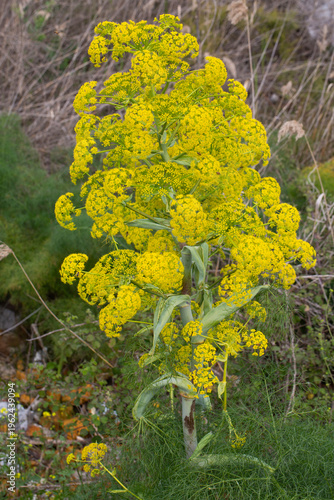 Tall Giant Fennel Ferula Co...