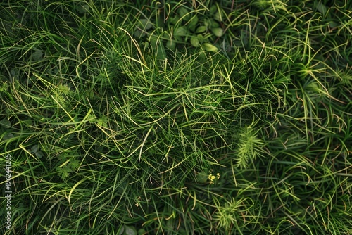 Green grass is growing wild and creating a beautiful nature background texture