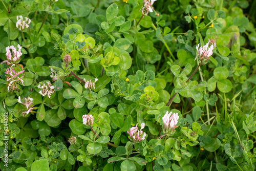 White and Pink Wild Clover ...