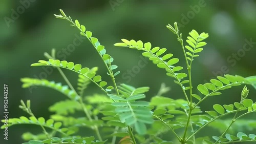 Green fern leaves in natural environment.