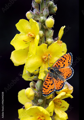 bright red butterfly on yellow flowers. mullein. close up