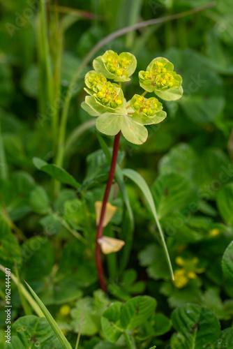 Sun Spurge Euphorbia Helios...