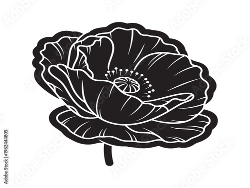 Beautiful poppy flower silhouette capturing delicate natural elegance 