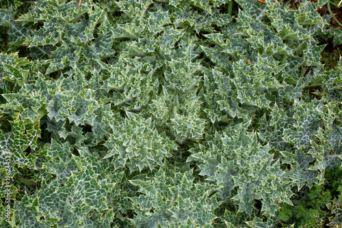 Top View of Milk Thistle Si...