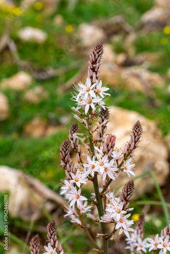 Tall Summer Asphodel Asphod...