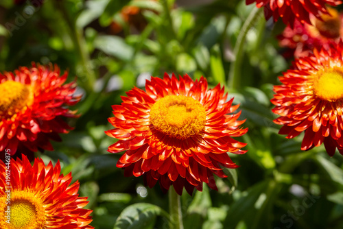 Vibrant Orange Strawflower ...