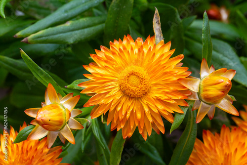 Vibrant Orange Strawflower ...