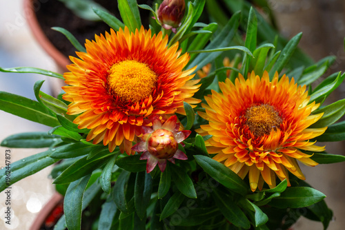 Vibrant Orange Strawflower ...