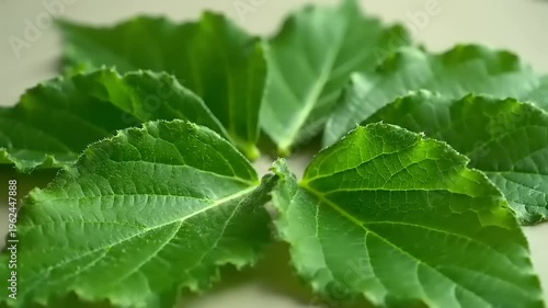 Green leaves on a surface.