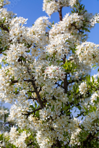 Blooming White Wild Pear Py...