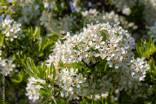 Dense White Flowers of Wild...