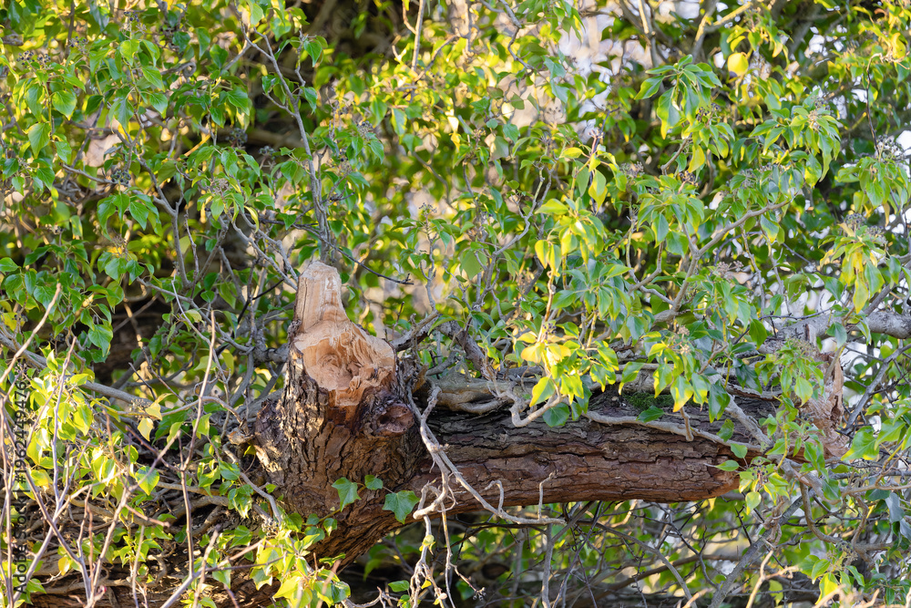 Fototapeta premium Freshly cut tree branch with green leaves in sunlight