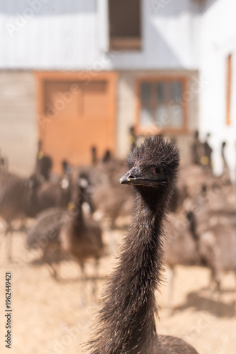 Fotografía emu