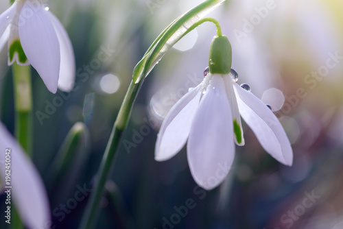 White snowdrops flower in sunny garden . Easter background.