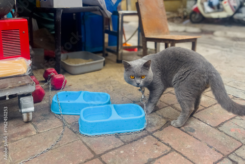 Bild auf Leinwand Gray cat investigates blue food bowls on brick pavement