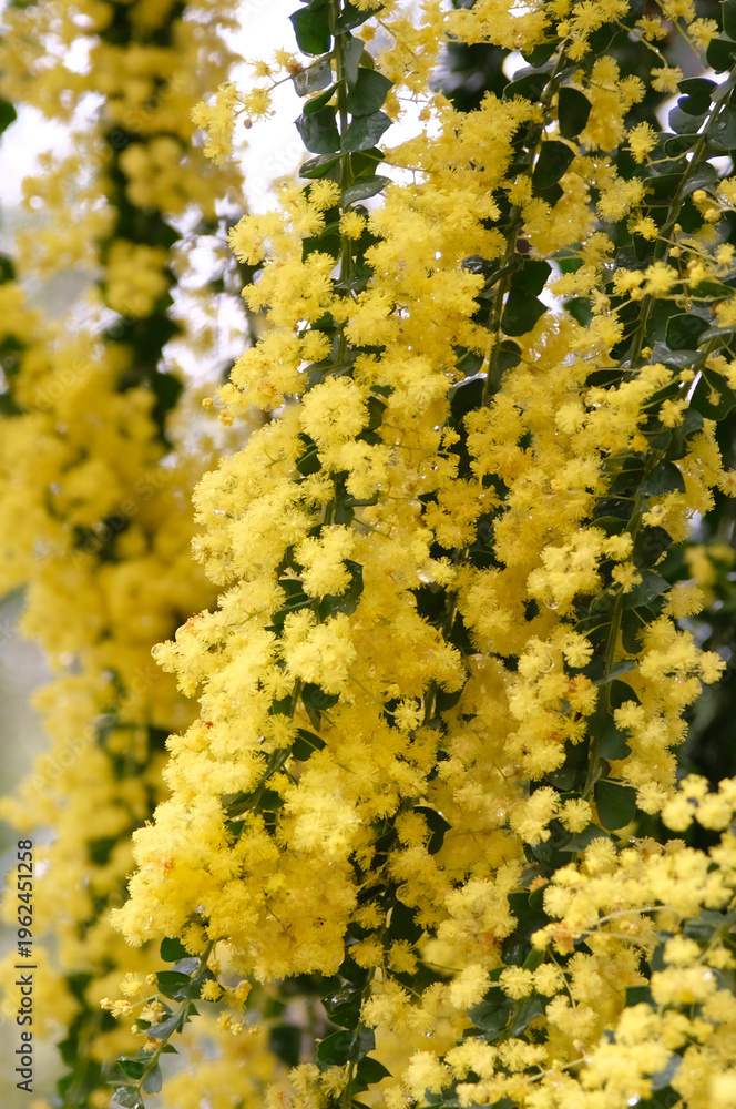 Obraz premium Yellow Acacia pravissima, Ovens wattle, in flower.